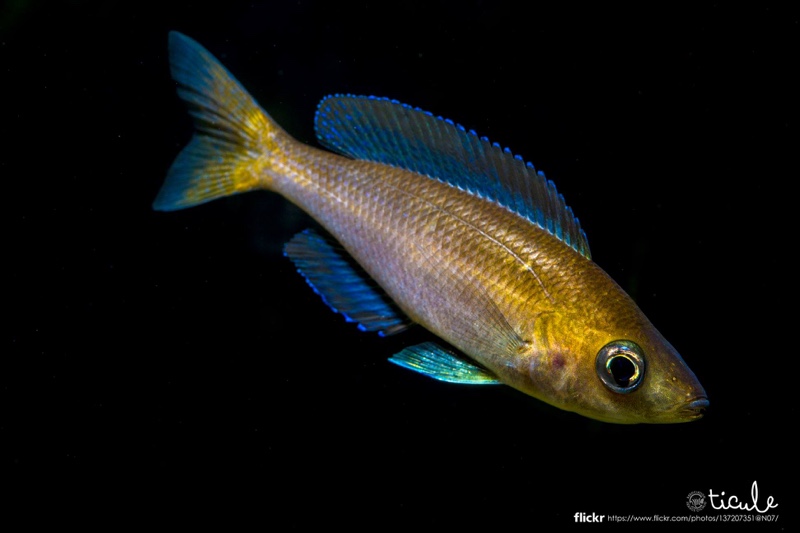 Cyprichromis sp. 'leptosoma jumbo' Kekese